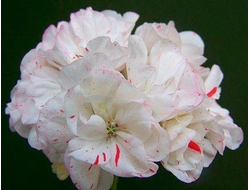 П177 Пеларгония Jagershus Nanita укорененный черенок