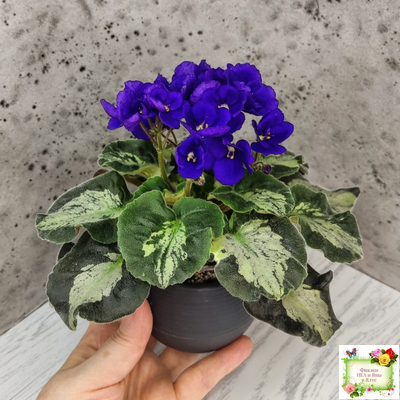 Harmony's Little Stinker (Harmony) листовая химера (пасынок сорт укоренённый)