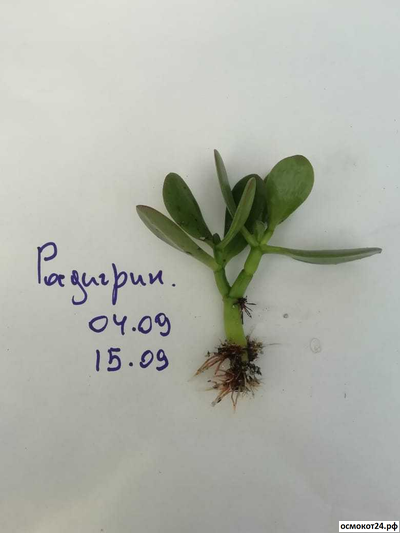 Радигрин Плюс "Быстрый Старт"