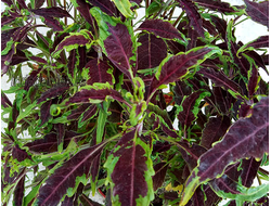 Колеус Darth Vader