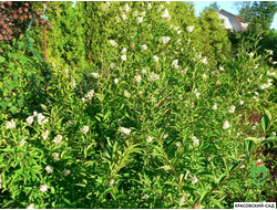 Бирючина Пирамидале -  Pyramidale