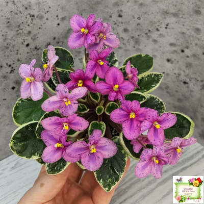 Mac's Coral Clackamas (G.McDonald)
