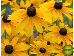 Рудбекия блестящая "ГОЛЬДШТУРМ"