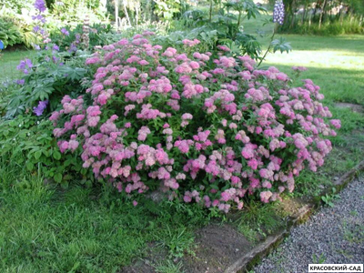 Спирея Манон - Manon