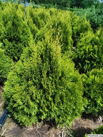 Туя Смарагд Витбонд - Smaragd Witbond