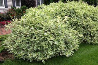 Дерен белый Айвори Хало, ЗКС