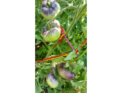 Томат Аметистовая драгоценность, (Amethyst Jewel), Канада