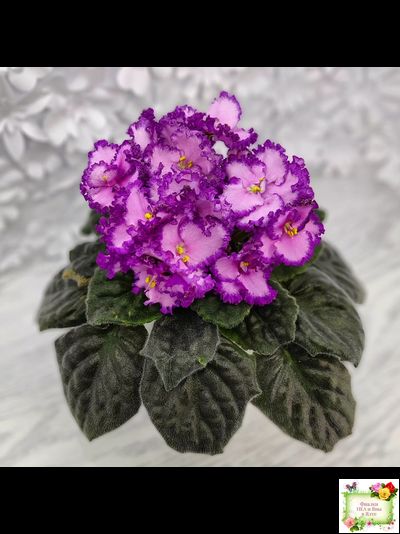 Lyon&#039;s Pirate&#039;s Treasure (S. Sorano) (8529) 11/09/1996