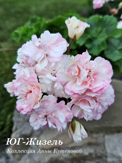 Пеларгония ЮГ-Жизель