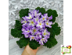 РМ-Франческа (Н. Скорнякова) 2019 г.