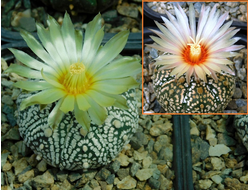Astrophytum AS Miracle Х A. asterias best nice (1033.4) - 10 семян