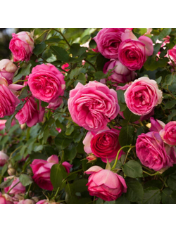 Цикламен Пьер де Ронсар (Cyclamen Pierre de Ronsard)