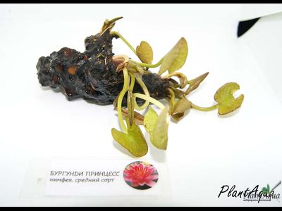 Нимфея Бургунди Принцесс