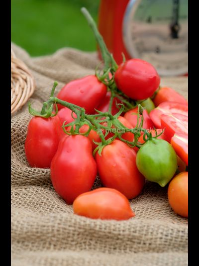 Томат Новинка Приднестровья, 10 шт