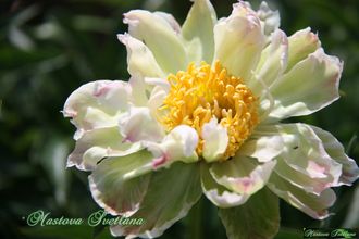 Paeonia Green Lotus