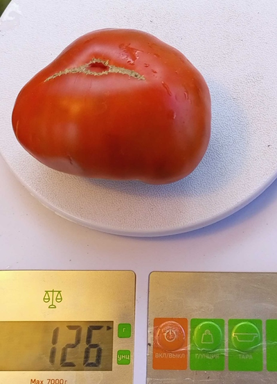 Томат Шоколадный Генри