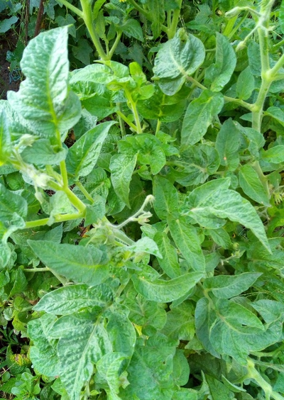 томат Гном Фероковай (Dwarf Wherokowhai)