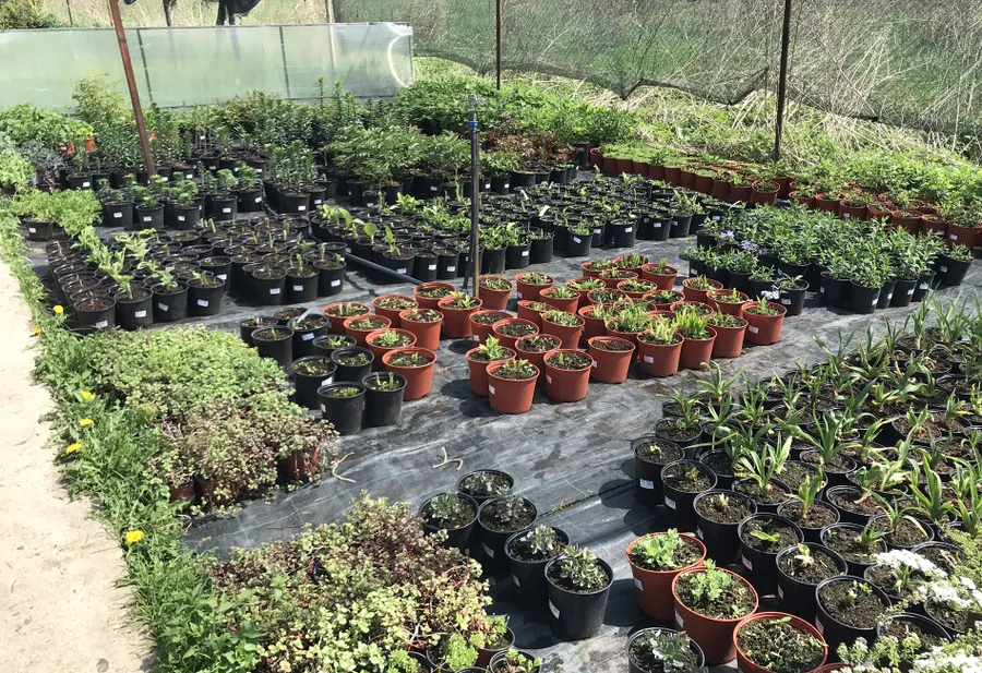 Многолетники в мае