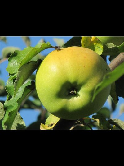 Победа Черненко (яблоня)