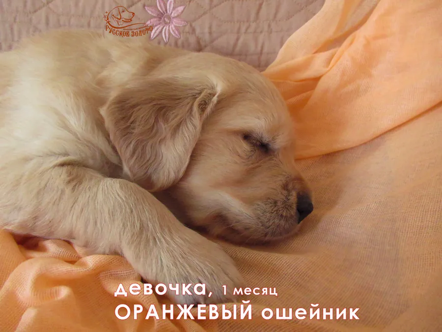 1 месяц. Девочка ОРАНЖЕВЫЙ ошейничек