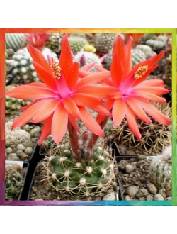 Matucana mamillaris KK 1638