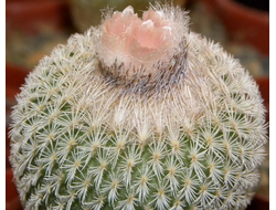 Epithelantha micromeris (D=40, H=70мм)