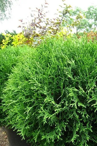 Туя западная Hoseri