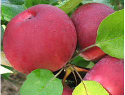 Орловская гирлянда (яблоня)