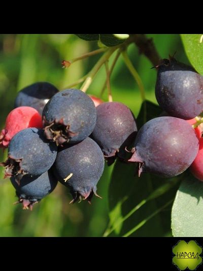 Ирга "Мандам" (очень крупная, морозостойкая) (саженец 50-60 см, привитый)