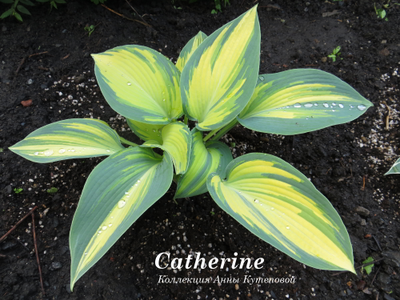Хоста Catherine