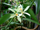 Ваниль плосколистная (Vanilla planifolia) 2 г, СО2 экстракт