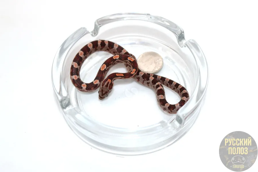 Полоз Маисовый, Pantherophis guttatus