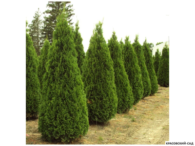 Туя Смарагд - Smaragd 180 см
