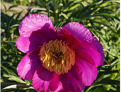 Пион Wind Chimes (Винд Чаймс)