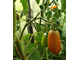 Семена томата Щедрость Лауры Гном