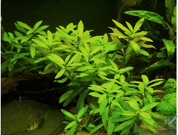 Hygrophila polysperma