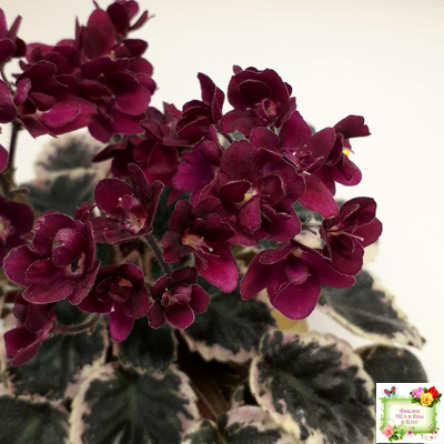 Black Jewel (H.Pittman) 02/14/04