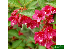 Вейгела "Ева Ратке"