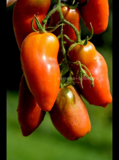 Томат Черный перец (Black Pepper), 10 шт