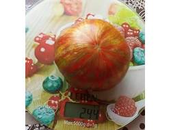 Томат Гном Шоколадная молния (Dwarf Chocolate Lightning)