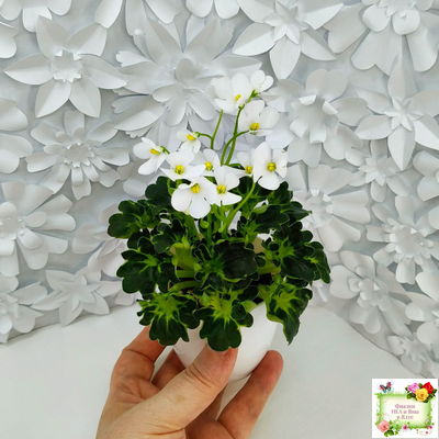 Lullaby (Arndt) (гёрл-лист)