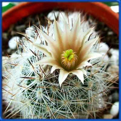 Escobaria duncanii SB 467