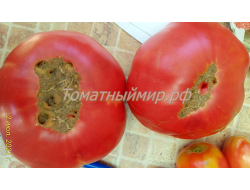 Томат Клеота розовая (Cleota Pink) США