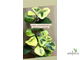 Ficus Triangularis Coconut Cream / фикус триангулярис кремовый