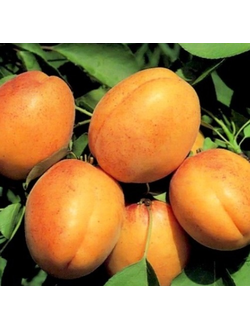 Абрикос "Северный Триумф" (Средний) ОКС