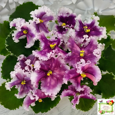 МТ-Сладкая Фантазия (М. Тотиева) 2022 г. (лист с детками укоренённый)