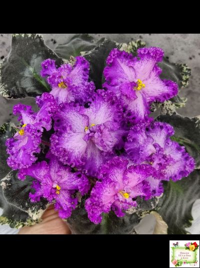 РС-Тропикана (С. Н. Репкина) 2015 г.