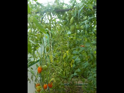 Томат Калькутта, (Calkutta) США