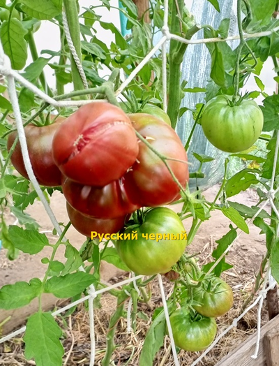 Томат Русский черный (Russian black)
