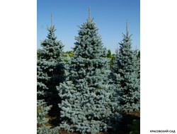 Ель колючая Ольденбург